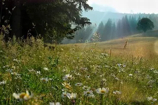 Valley-of-Flower-Track-Uttarakhand