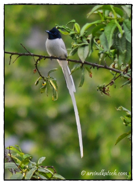 Asian Paradise Flycatcher, Male