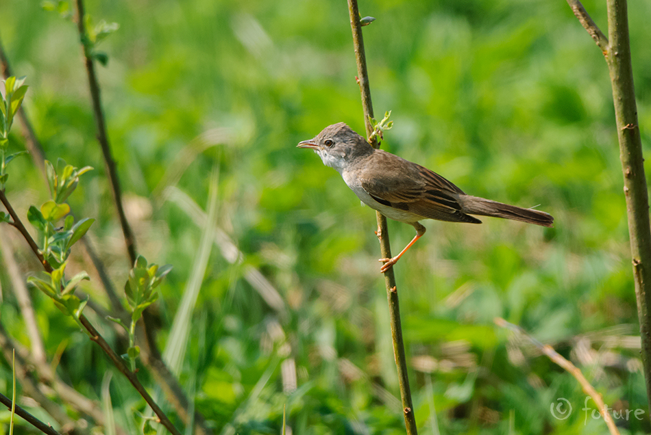 Pruunselg-põõsalind, Sylvia communis, Common Whitethroat, Greater, Curruca