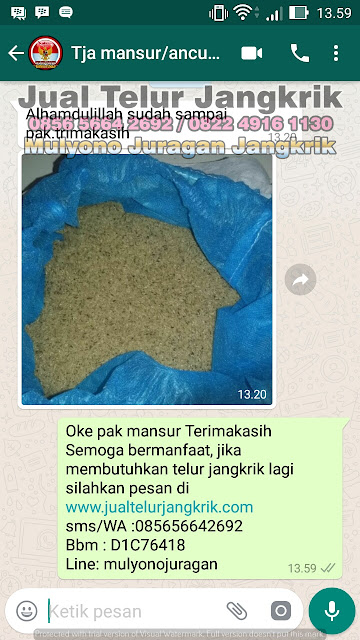 budidaya jangkrik, cara beternak jangkrik, cara budidaya jangkrik, cara ternak jangkrik, jual telur jangkrik, ternak jangkrik