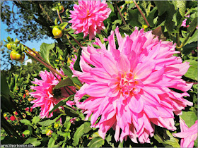 Flores en el Perennial Garden del Jardín Botánico de Montreal