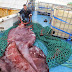 Scientists' colossal squid exam a kraken good show