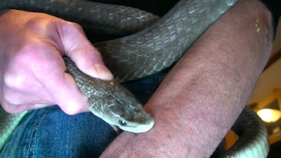 He risks his life in search for a snake venom vaccine