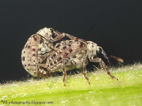 Figwort Weevil