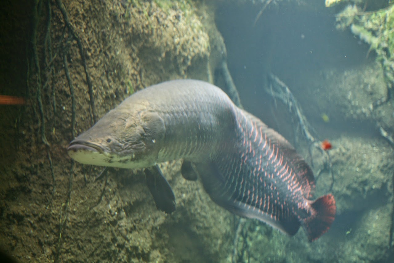 Ikan Prasejarah yang Masih Hidup Sampai Sekarang MAMENEWS