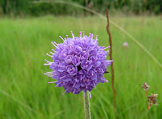 Devil’s-bit Scabious