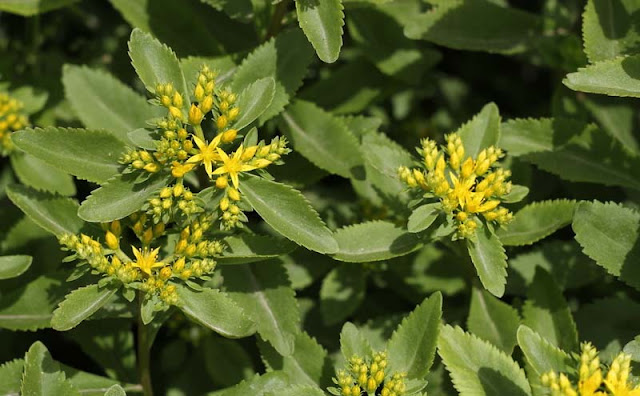 Sedum Aizoon Flowers Pictures