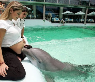Дельфин ласкает беременной девушке живот