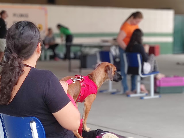 CASTRA MÓVEL: Em 3 Meses mutirão castra mais de 2 Mil Animais!