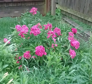 peonies