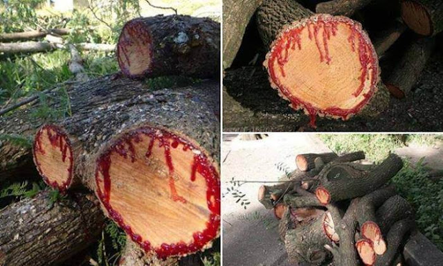 شجرة دم التنين أو شجرة دم الاخوين التي تنزف مادة حمراء تشبه الدم عند قطعها