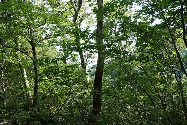 8月の大山夏山登山道