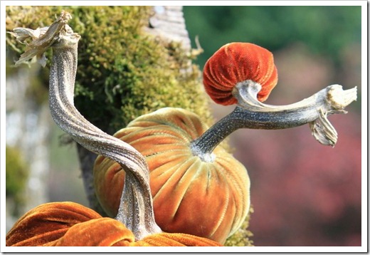 velvet pumpkin from hot skwash