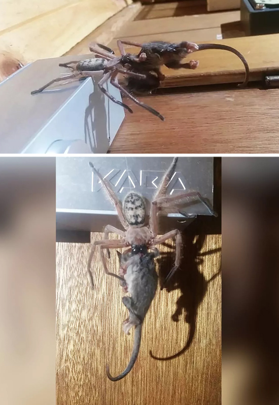 Grande Aranha devora marsupial mais pesado do que ela - Imagens
