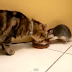 Rat Snatching Milk From Cat | 2014 Rare Video