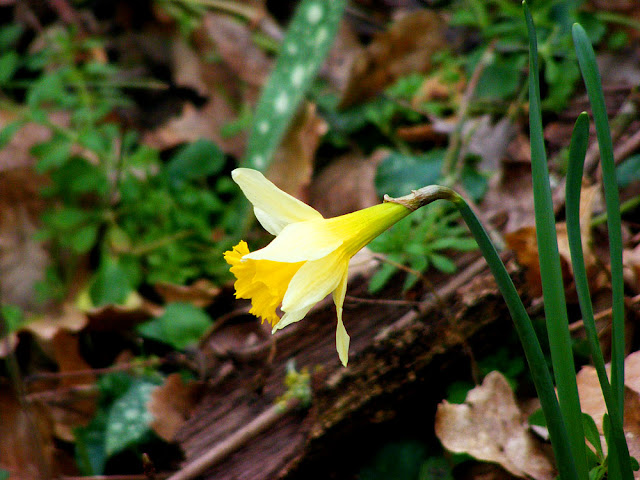 Wild Daffodil Narcissus pseudonarcissus.  Indre et Loire, France. Photographed by Susan Walter. Tour the Loire Valley with a classic car and a private guide.