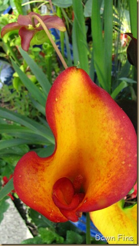 birds and big bloomers_050