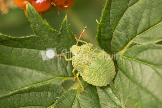 Macro photograph of a green forest bug