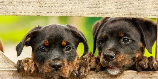 You have adopted or taken in a dog, it is now up to you to take care of him to bring him a healthy life and optimal longevity.