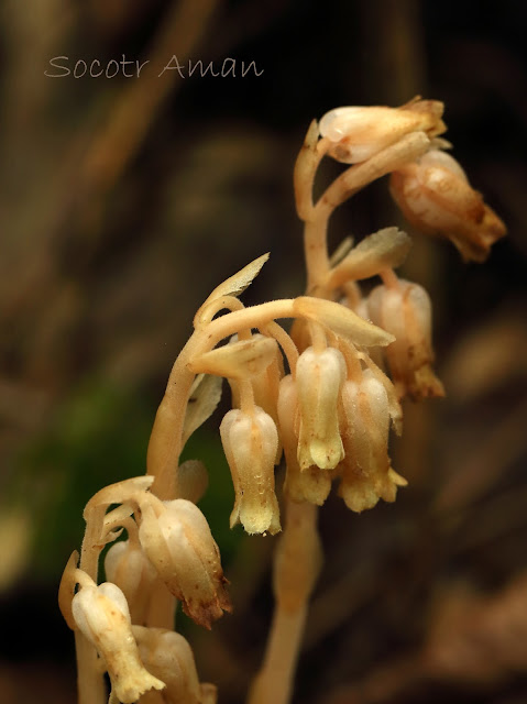 Monotropa hypopithys