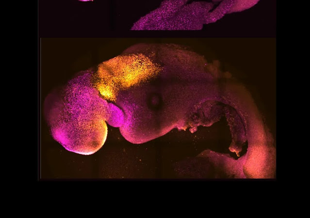 desarrollan embrion sintetico de raton curiosciencia