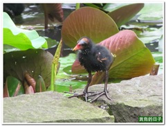 20110603_130033_030_BotanicalGarden