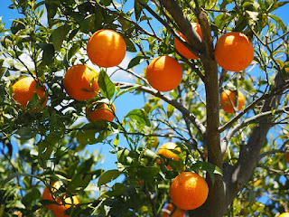 Nagpuri oranges