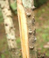 Manfaat dan khasiat ajaib Kayu Secang (Caesalpinia sappan L.)
