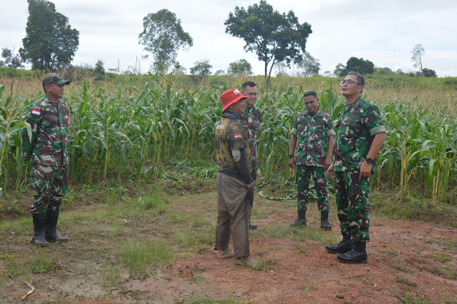 Danrem 174 Merauke Tinjau Lahan Tanaman Jagung Percontohan Program Korem 174/ATW