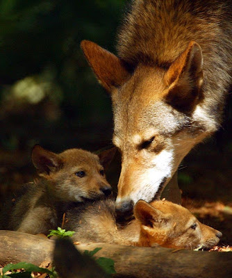 Red Wolves