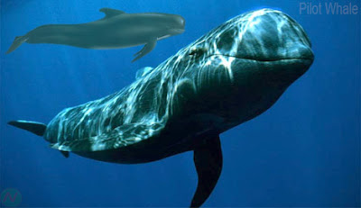 Pilot whale sea animal