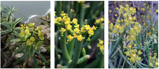 Euphorbia x marreroi, Euphorbia regis-jubae y Euphorbia aphylla 01