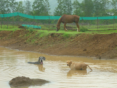 dogs enjoying in the rain water