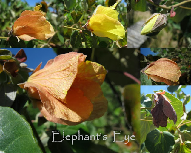 Yesterday, today and tomorrow in Hibiscus tiliaceus flowers