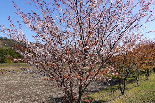 鳥取県西伯郡大山町鈑戸