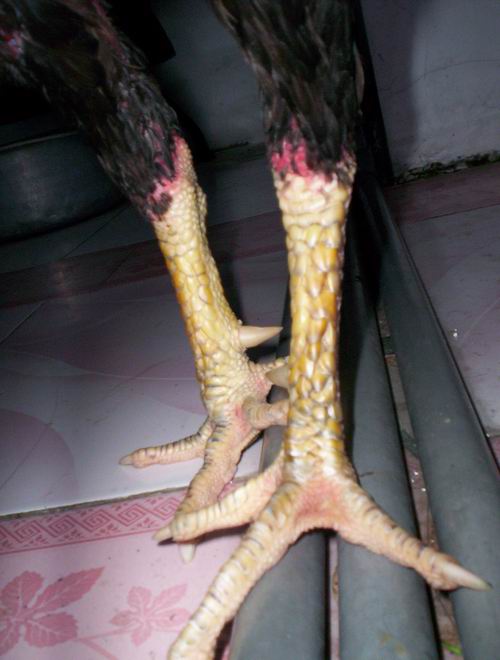  gambar  sisik kaki ayam  naga temurun