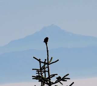 Northern Pygmy-Owl