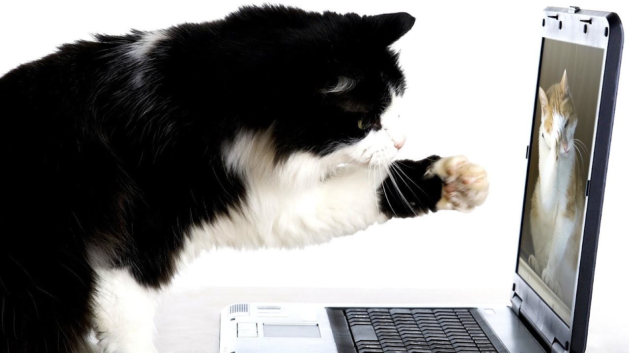 Social Media For Veterinary Professionals Medicine