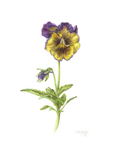 viola, pansy, botanical print