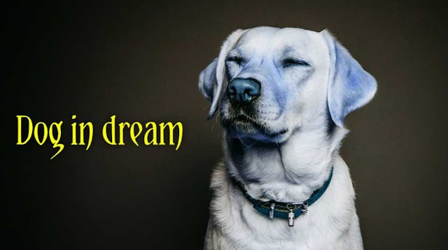 Seeing Dog in dream islam | Spiritual meaning of Dog in dream 