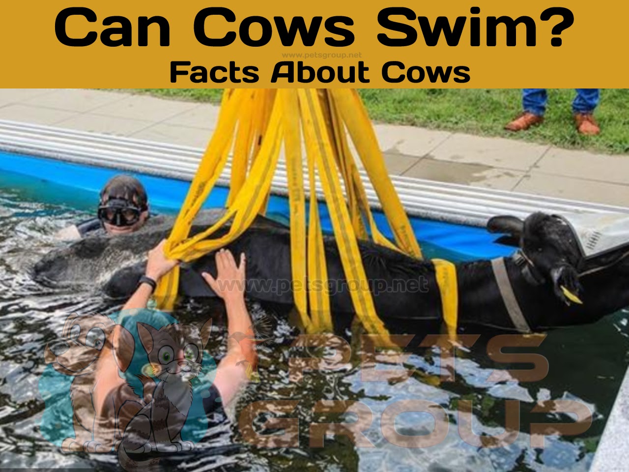 Can cows swim