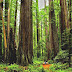 Humboldt Redwoods State Park - Redwood Forest Washington State