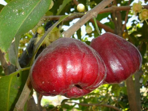 Caraka Purwo Wibisono Mengenal manfaat dan khasiat buah  