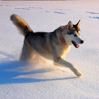 Alaskan Malamute Working Dog