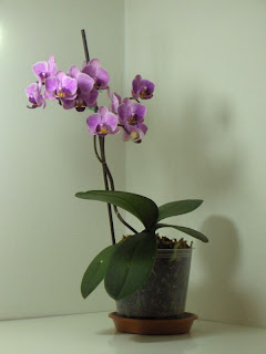 Phalaenopsis ibrida, prima fioritura dopol'acquisto. Fiori bianchi con striature viola.