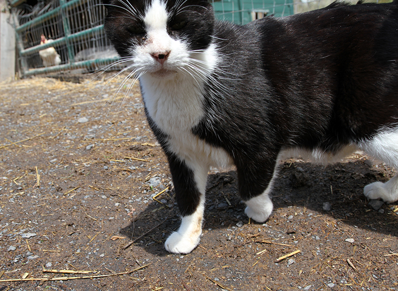 Veganreise New York Catskill Animal Sanctuary Oreo Cat