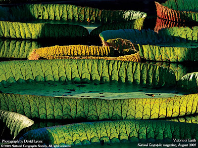 hd wallpaper nature wallpaper of nature. hd wallpaper nature