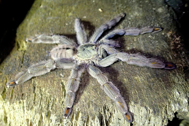 Psalmopoeus cambridgei on Trinidad