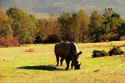 Nashorn, Rhino , носорог, rhinocéros, rinoceronte,  サイ犀牛，kõlisev münt, rhinocéros, srónbheannach, rinoceronte, Rinoceront, nosorog, degunradzis, raganosis, 