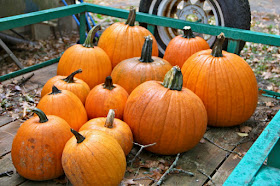 pumpkins, official veggie of October?